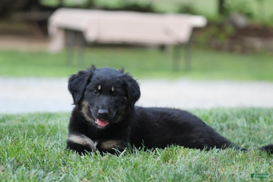 English Shepherd dogs for sale: Shadow - Ad 2