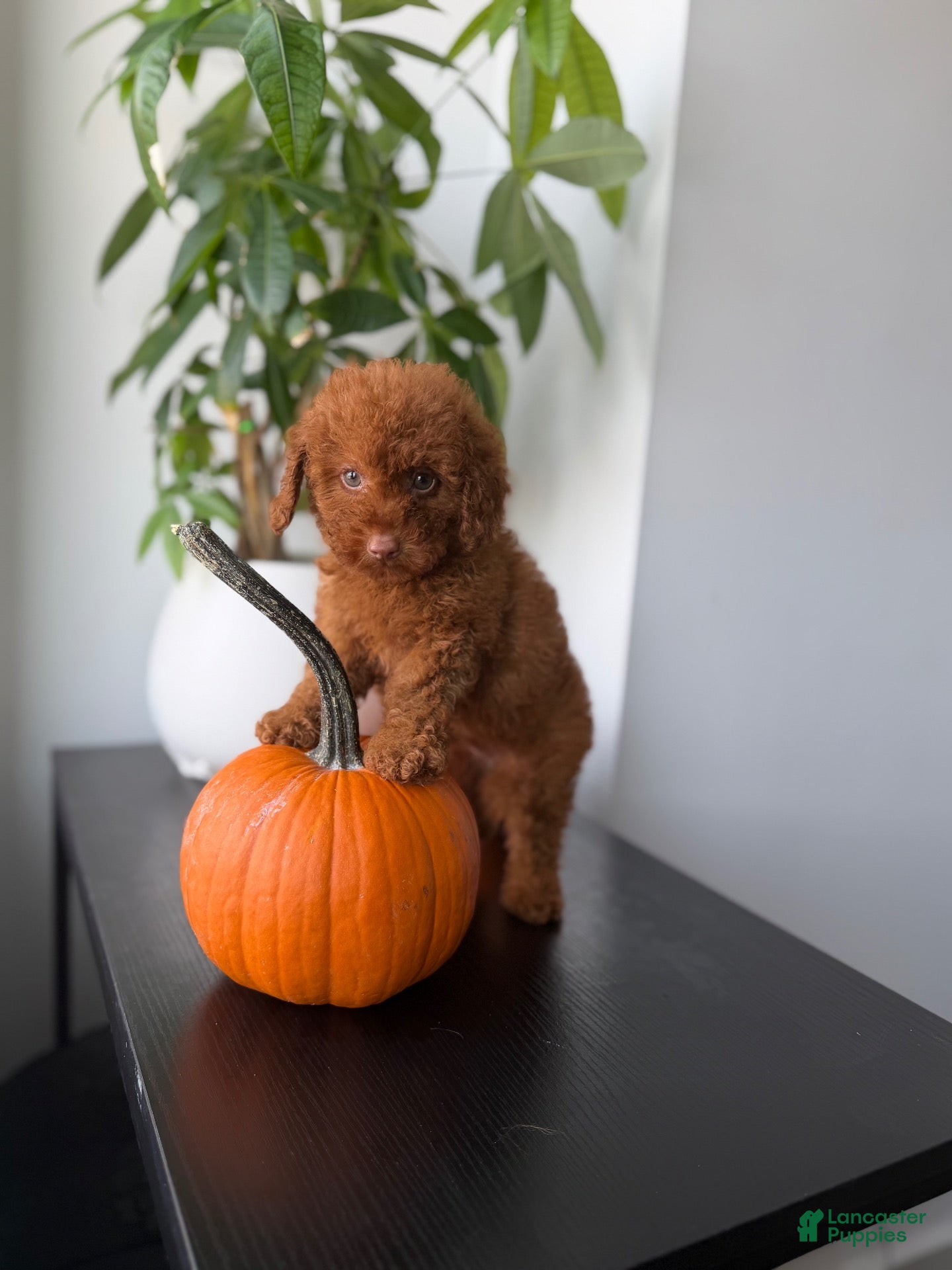 Gucci Toy Poodle for sale in Queens | Lancaster Puppies