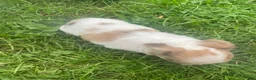 Chihuahua dogs for sale: Rio - Ad 5