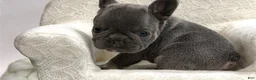 French Bulldog dogs for sale: Lara - Ad 2