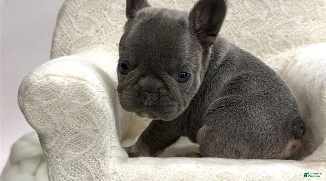 French Bulldog dogs for sale: Lara - Ad 2