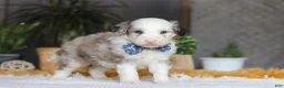 Sheepadoodle dogs for sale: Eggbert - Ad 3