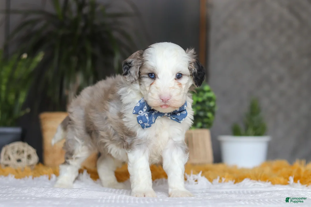 Sheepadoodle dogs for sale: Eggbert - Ad 3