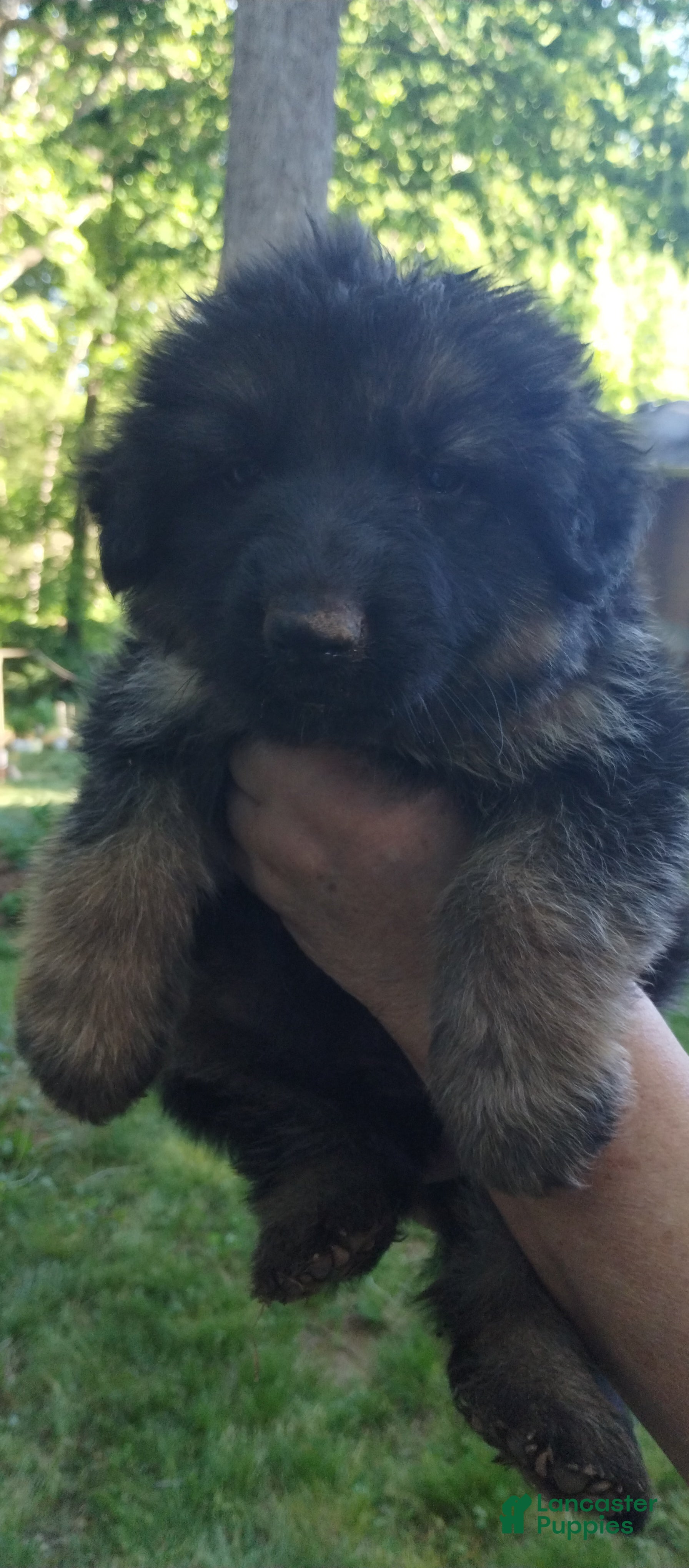 German Shepherd dogs German Shepherd Puppy 3 - Ad 27