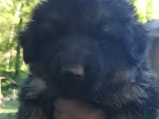 German Shepherd dogs for sale: German Shepherd Puppy 3 - Ad 4