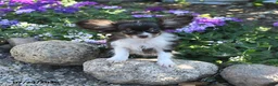 Chihuahua dogs for sale: Duke - Ad 4
