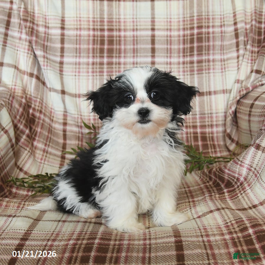 Teddy Bear dogs Maxwell - Ad 14