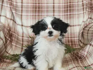 Teddy Bear dogs Maxwell - Ad 1