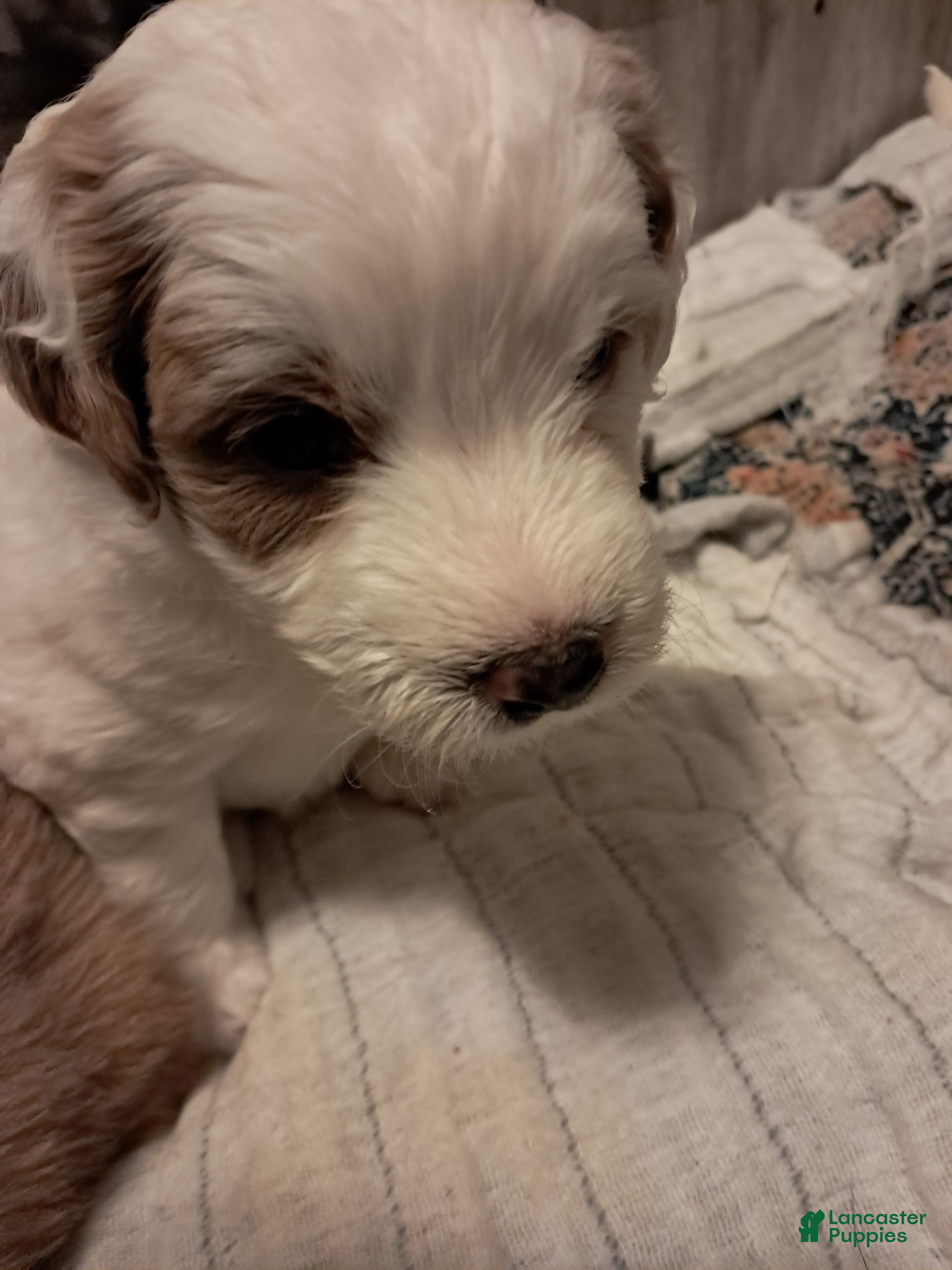 Double Doodle dogs for sale: Millie - Ad 1