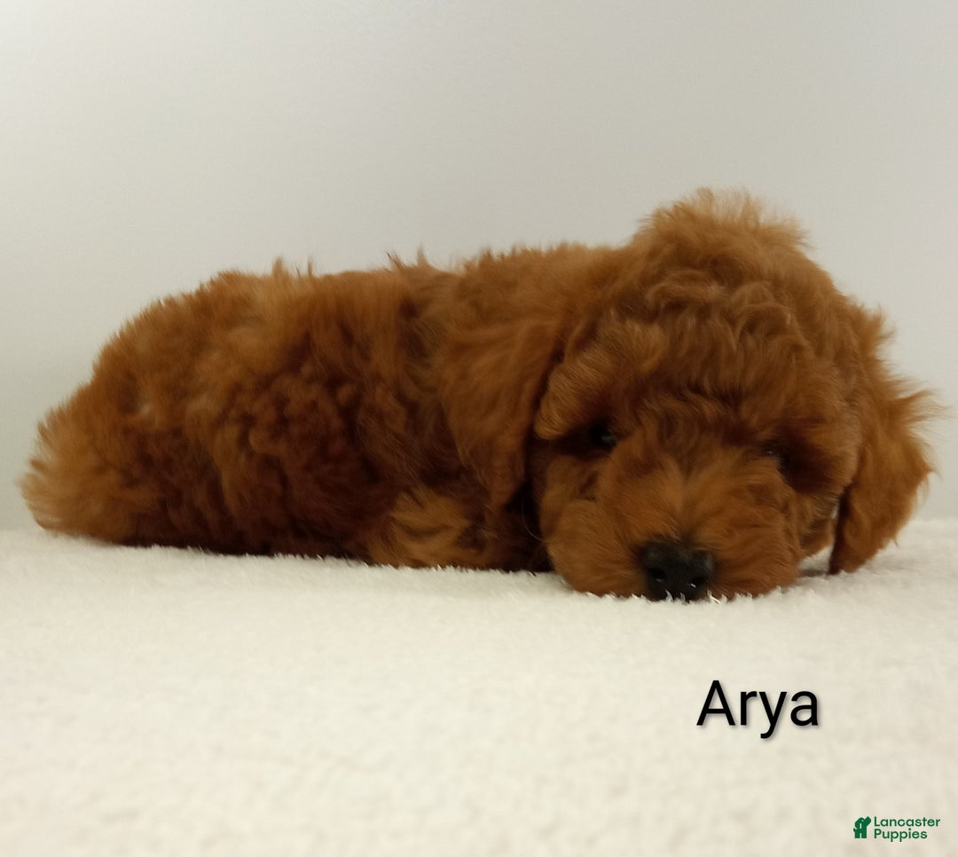 Toy Poodle dogs for sale: Arya - AKC  - Ad 8