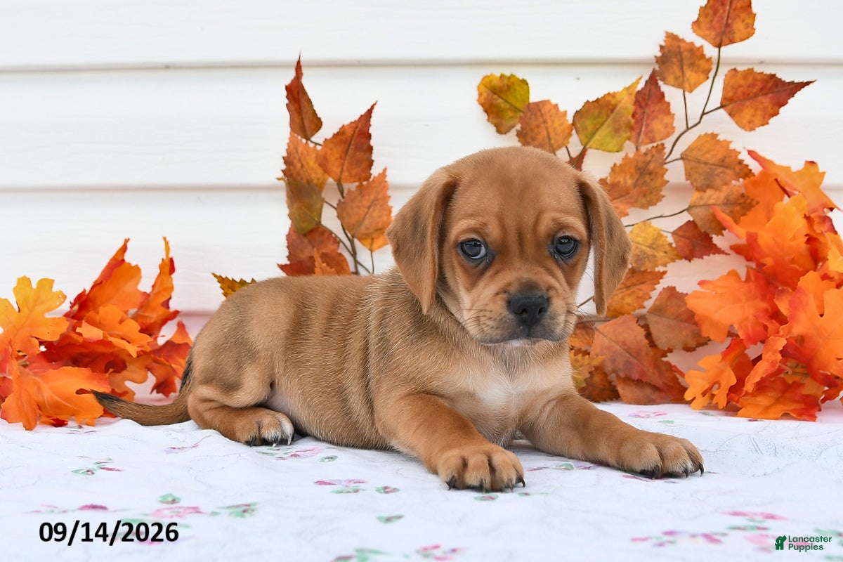 Puggle dogs Buddy - Ad 2