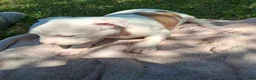 American Bully dogs for sale: American Bully 6 - Ad 5