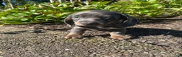 Miniature Dachshund dogs for sale: Dixie - Ad 10