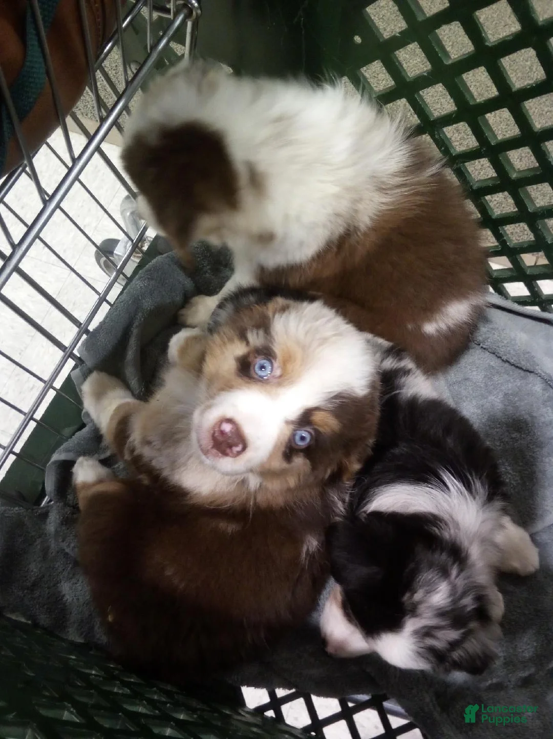Miniature Australian Shepherd dogs for sale: sampson - Ad 1
