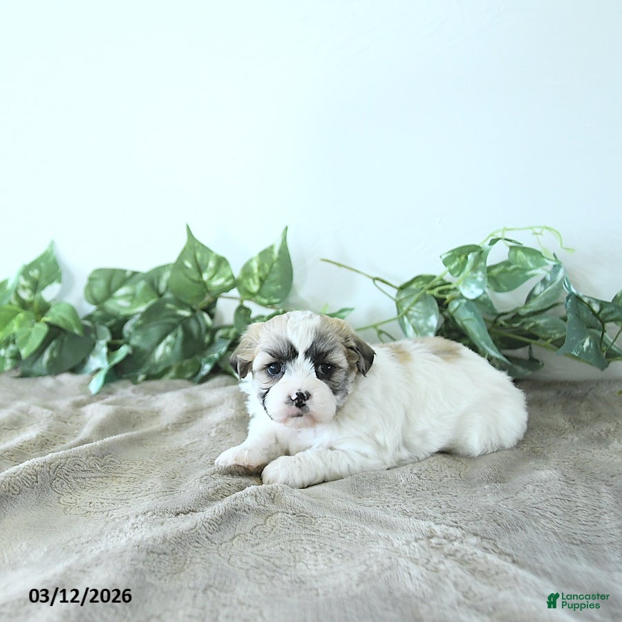 Teddy Bear dogs Molly - Ad 2