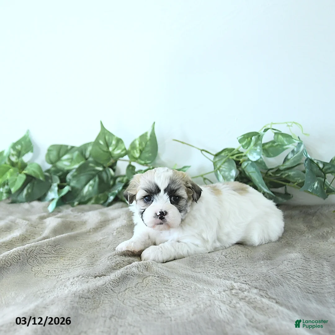 Teddy Bear dogs for sale: Molly - Ad 2