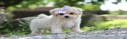 Maltipoo dogs for sale: Poppie - Ad 9