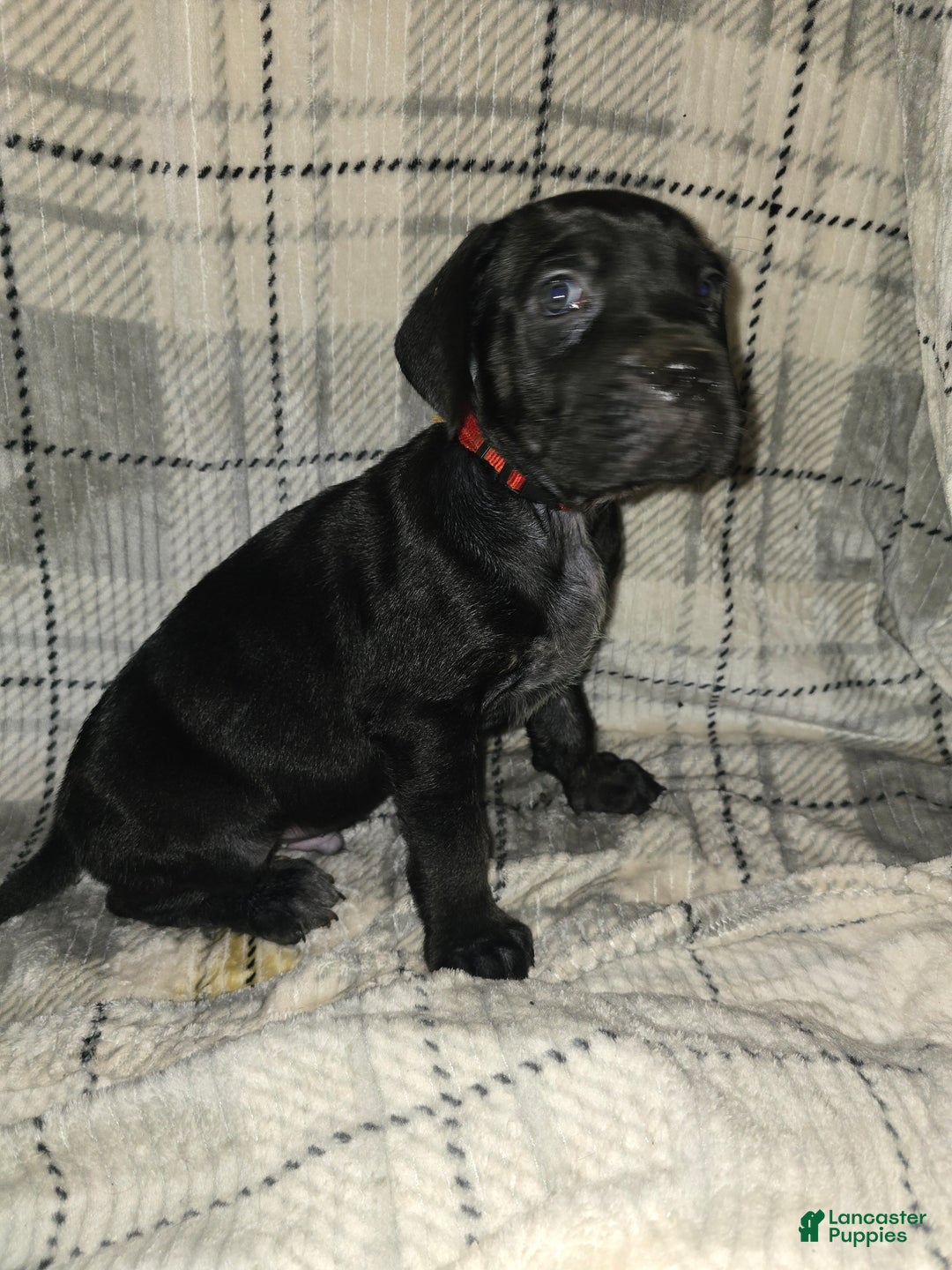 Cane Corso dogs for sale: Amenidiel  - Ad 1
