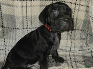 Cane Corso dogs Amenidiel - Ad 42
