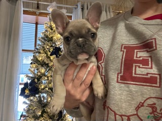 French Bulldog dogs Princess - Ad 6