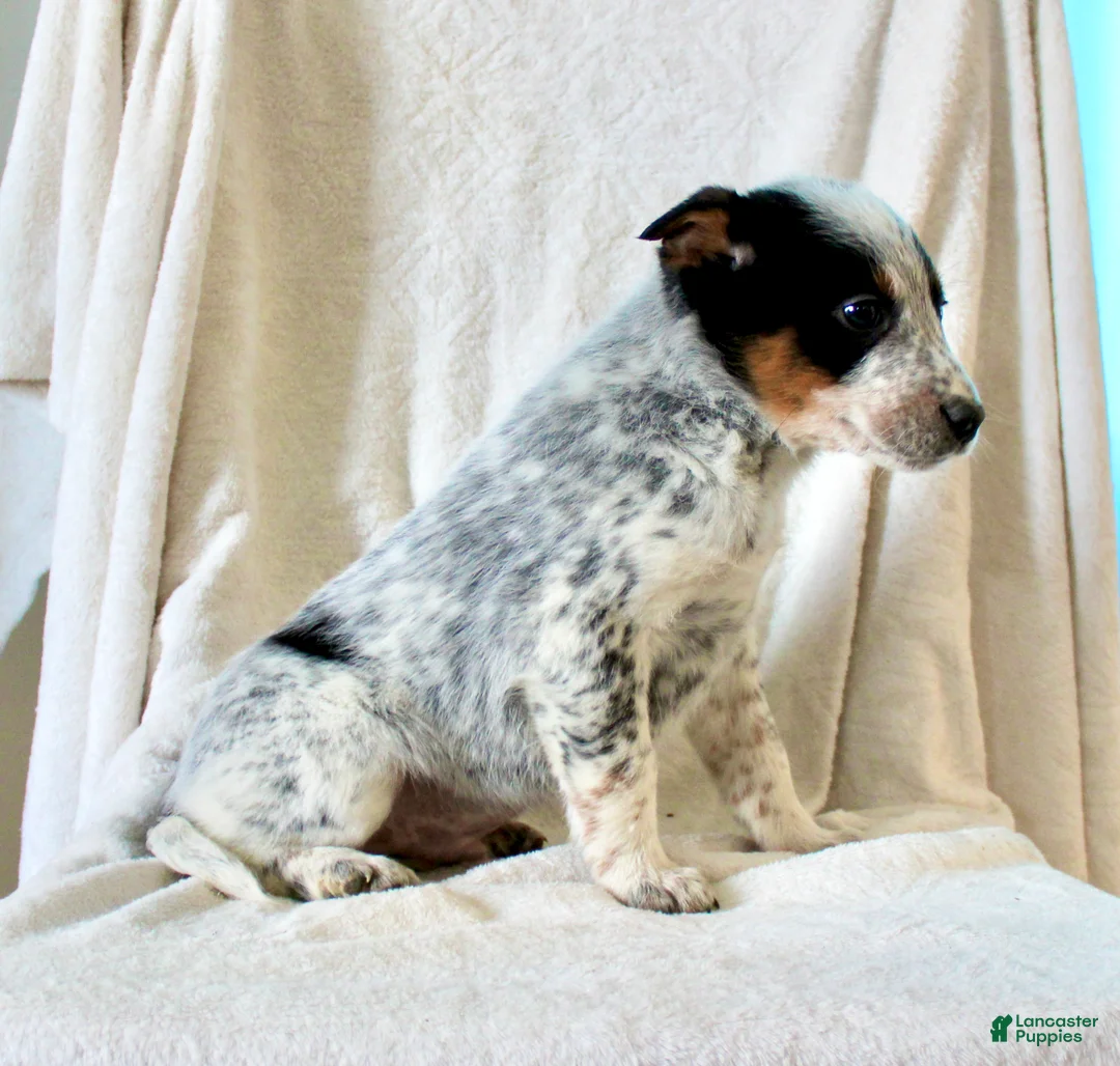 Australian Cattle Dog dogs for sale: Rocket  - Ad 6