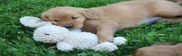 Golden Retriever dogs for sale: Georgie - Ad 1
