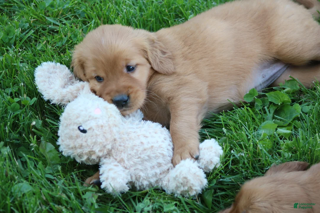 Golden Retriever dogs for sale: Georgie - Ad 1