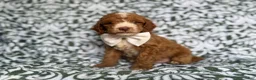 Cockapoo dogs for sale: Mikey - Ad 2