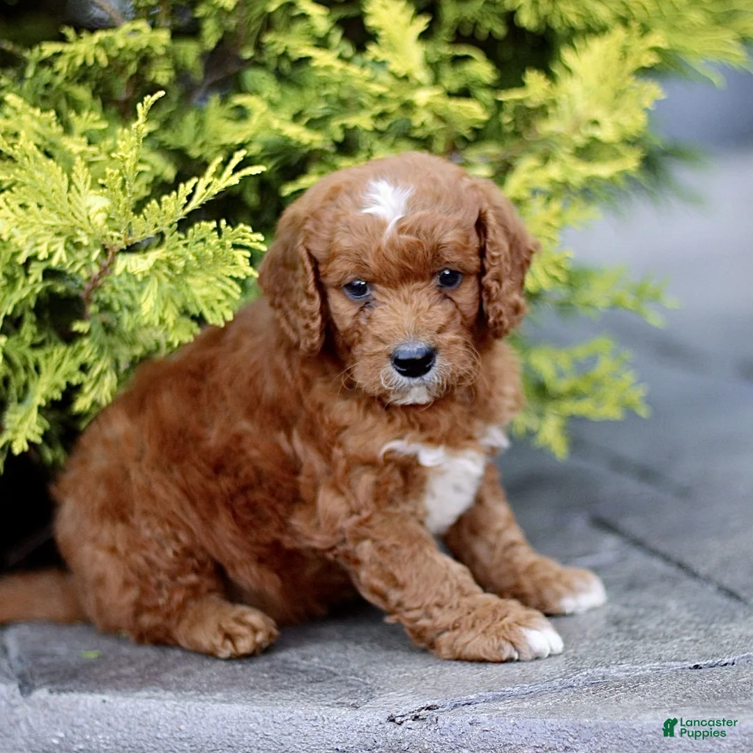 Mini Goldendoodle dogs for sale: Kenny - Ad 2