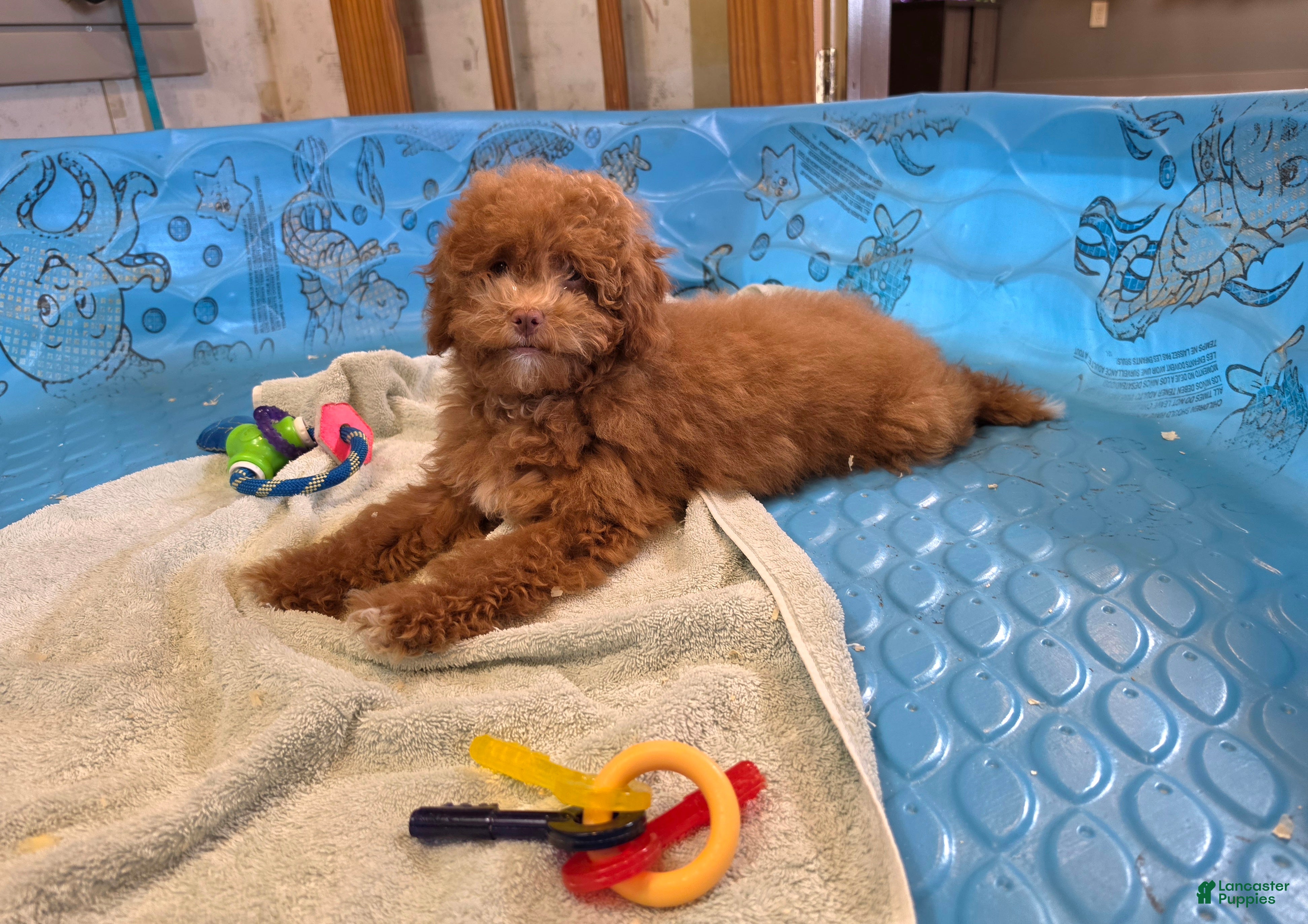 Miniature Poodle dogs Ned - Ad 1