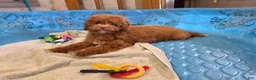 Miniature Poodle dogs for sale: Ned - Ad 1