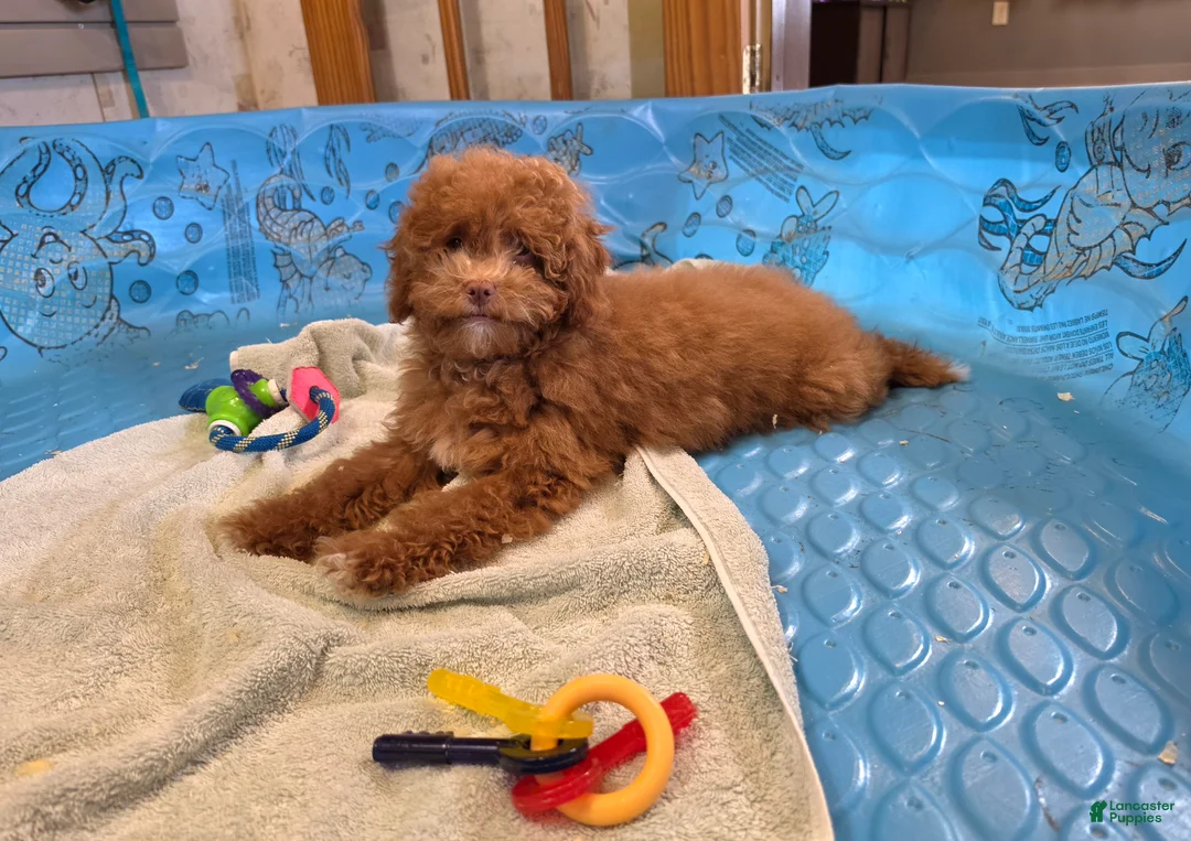 Miniature Poodle dogs for sale: Ned - Ad 1