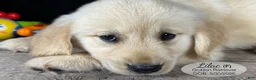 Golden Retriever dogs for sale: Lilac - Ad 4