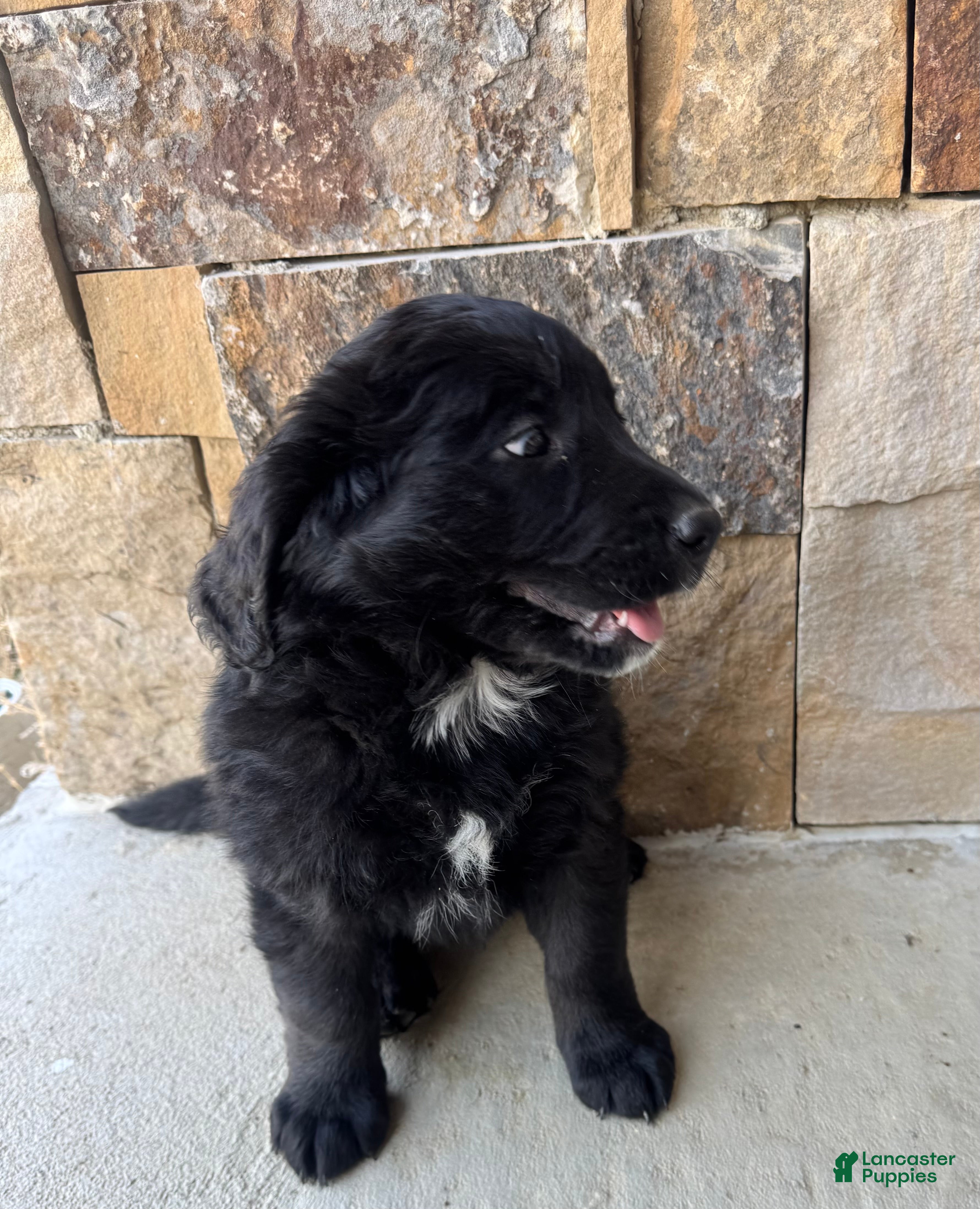 Mixed Breed dogs Rolly - Ad 1