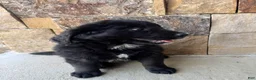 Mixed Breed dogs for sale: Rolly - Ad 1