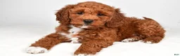 Mini Goldendoodle dogs for sale: Prince - Ad 6