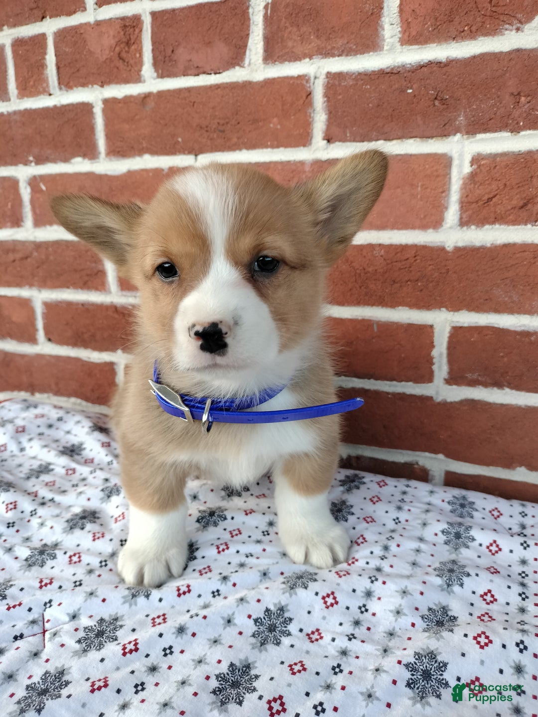 Welsh Corgi Pembroke dogs for sale: Mike - Ad 1