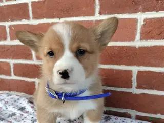 Welsh Corgi Pembroke dogs Mike - Ad 14