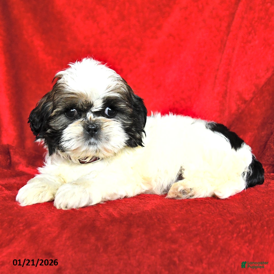 Lhasa Apso dogs for sale: Lucy - Ad 3