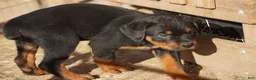 Rottweiler dogs for sale: Rottweiler litter of 5 puppies - Ad 47