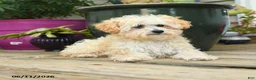 Toy Poodle dogs for sale: Percy - Ad 4