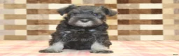 Miniature Schnauzer dogs for sale: Eddy - Ad 3
