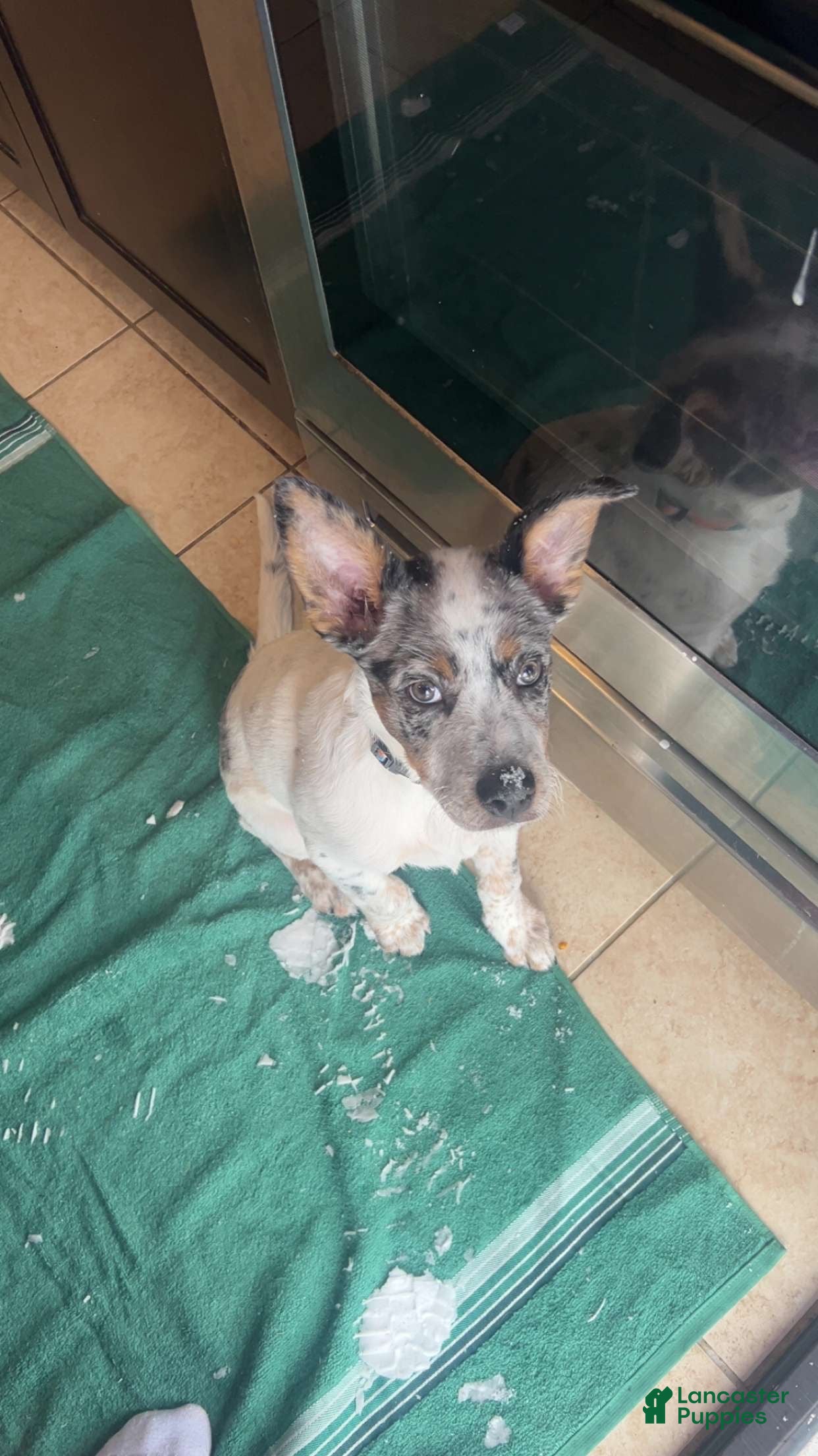 Australian Cattle Dog dogs Australian Cattle Dog Puppy 1 - Ad 5