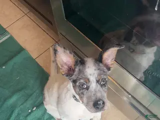 Australian Cattle Dog dogs Australian Cattle Dog Puppy 1 - Ad 5