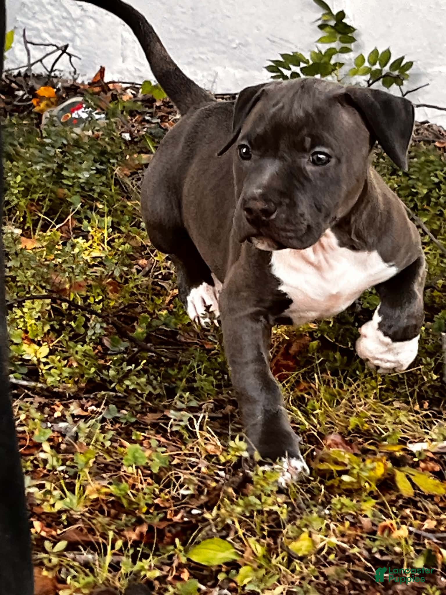 American Bully dogs American Bully 2 - Ad 1