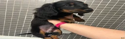 Miniature Dachshund dogs for sale: Snickers  - Ad 9