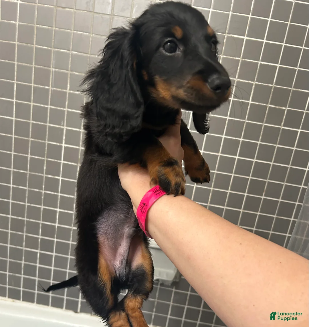 Miniature Dachshund dogs for sale: Snickers  - Ad 9
