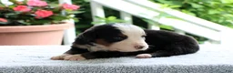 Bernese Mountain Dog dogs for sale: Kyle - Ad 6