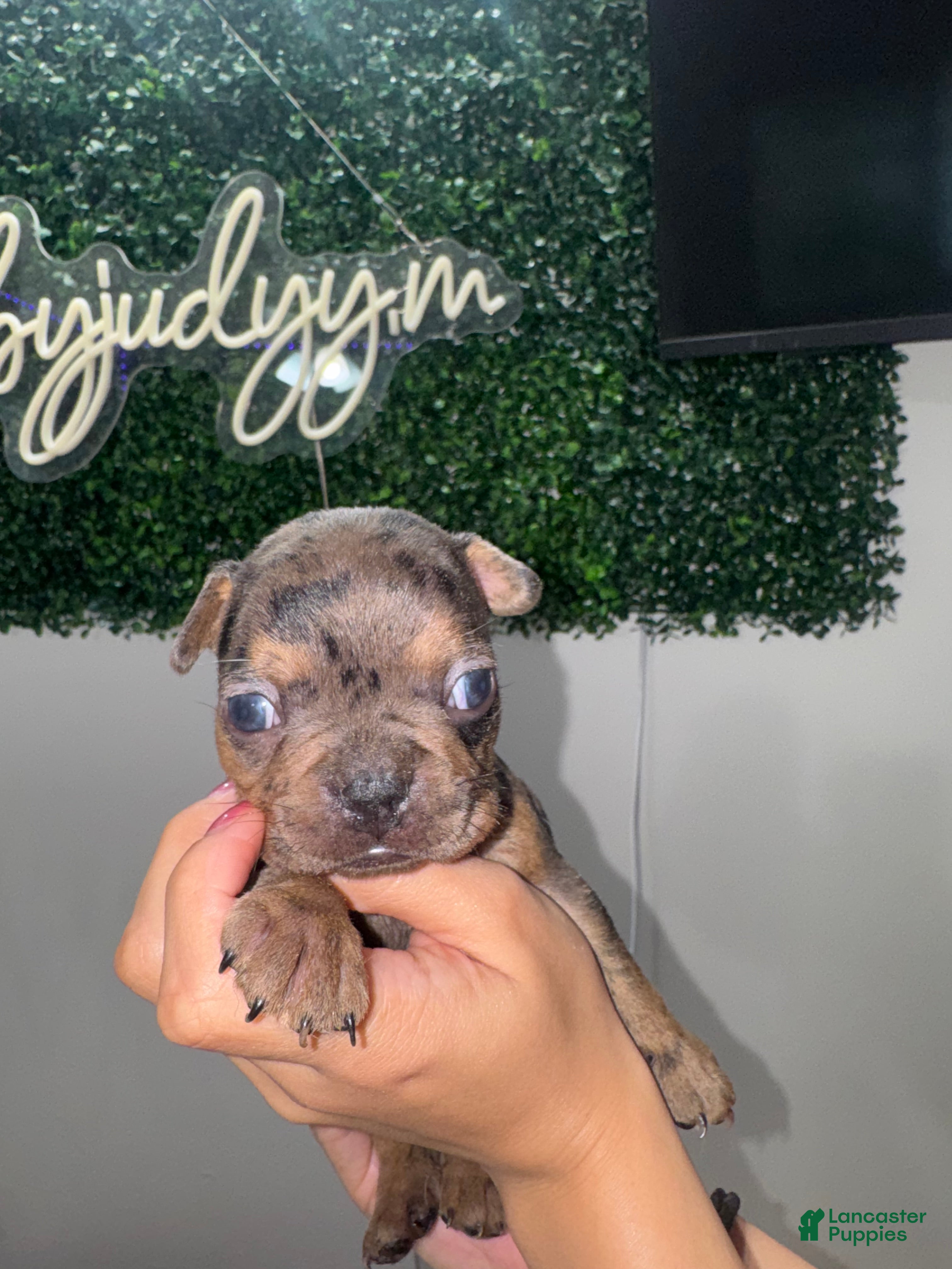 French Bulldog dogs French Bulldog Puppy 4 - Ad 1