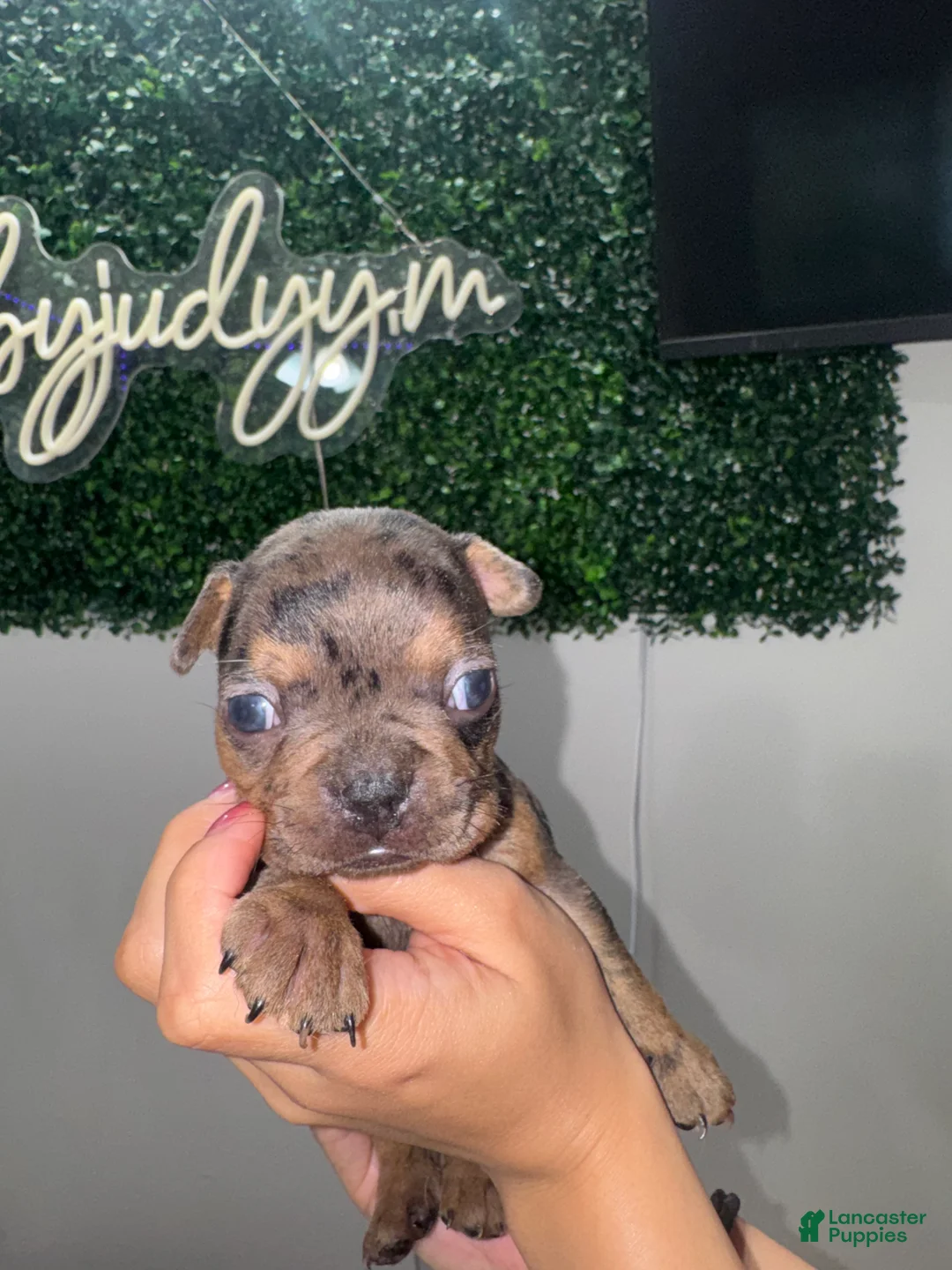 French Bulldog dogs for sale: French Bulldog Puppy 4 - Ad 1